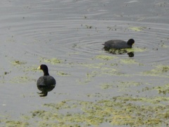 Fulica ardesiaca