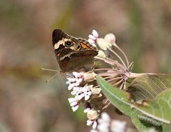 Junonia coenia coenia