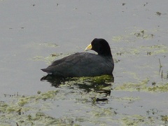 Fulica ardesiaca