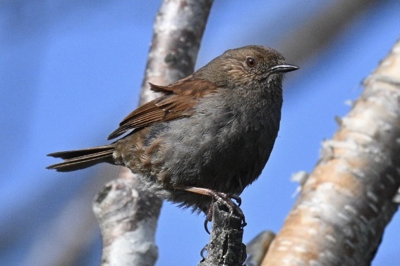 Japanese Accentor (Prunella rubida), photo 6