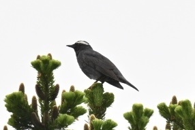 Siberian Thrush (Geokichla sibirica), photo 3