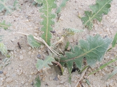 Cataglyphis adenensis