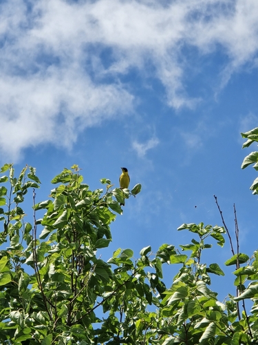 Black-headed Bunting