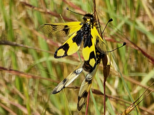 Libelloides macaronius