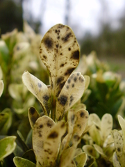 Calonectria pseudonaviculata