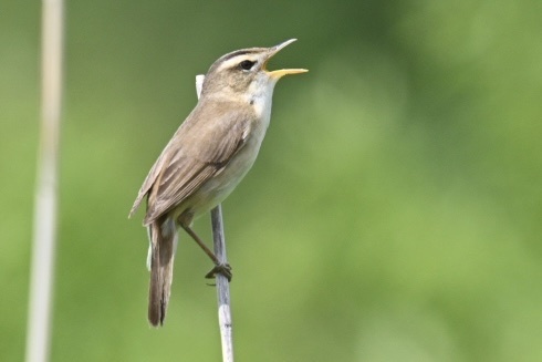 Black-browed Reed Warbler (Acrocephalus bistrigiceps), photo 6