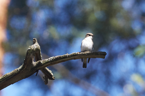 European Pied Flycatcher