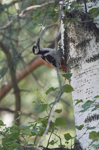 Great Spotted Woodpecker