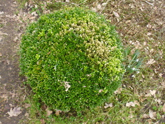 Calonectria pseudonaviculata