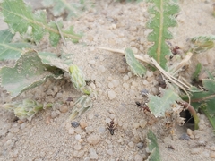 Cataglyphis adenensis