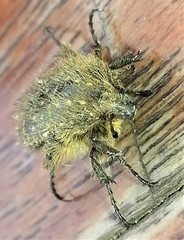 Oxythyrea funesta