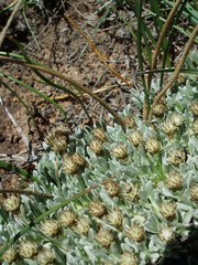 Antennaria dimorpha