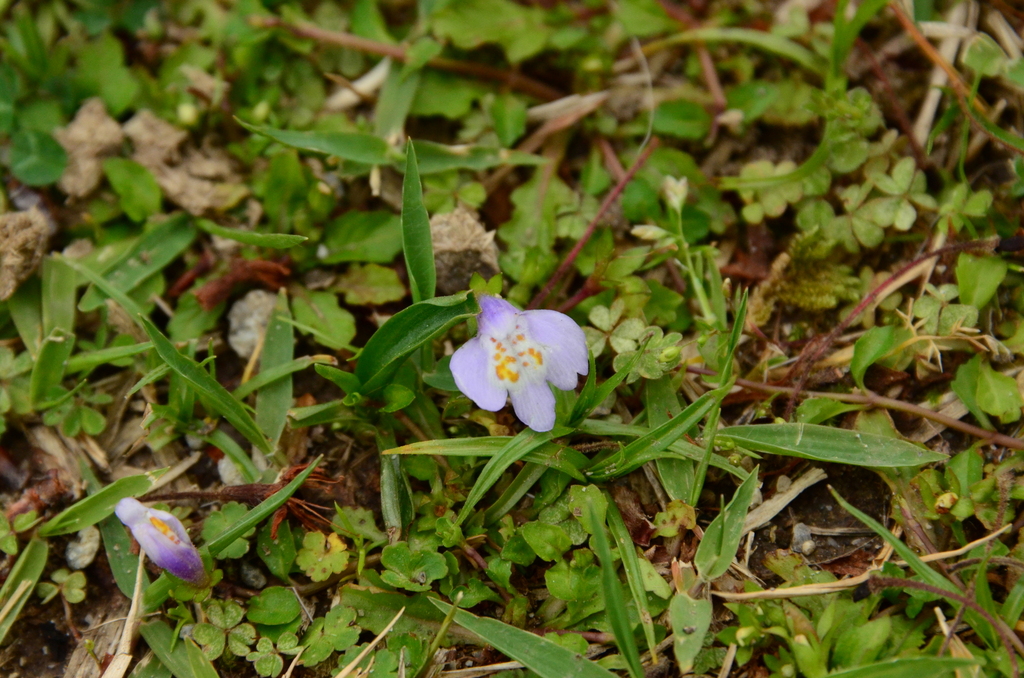 Mazus miquelii; photograph (c) 如此甚好, some rights reserved (CC BY)