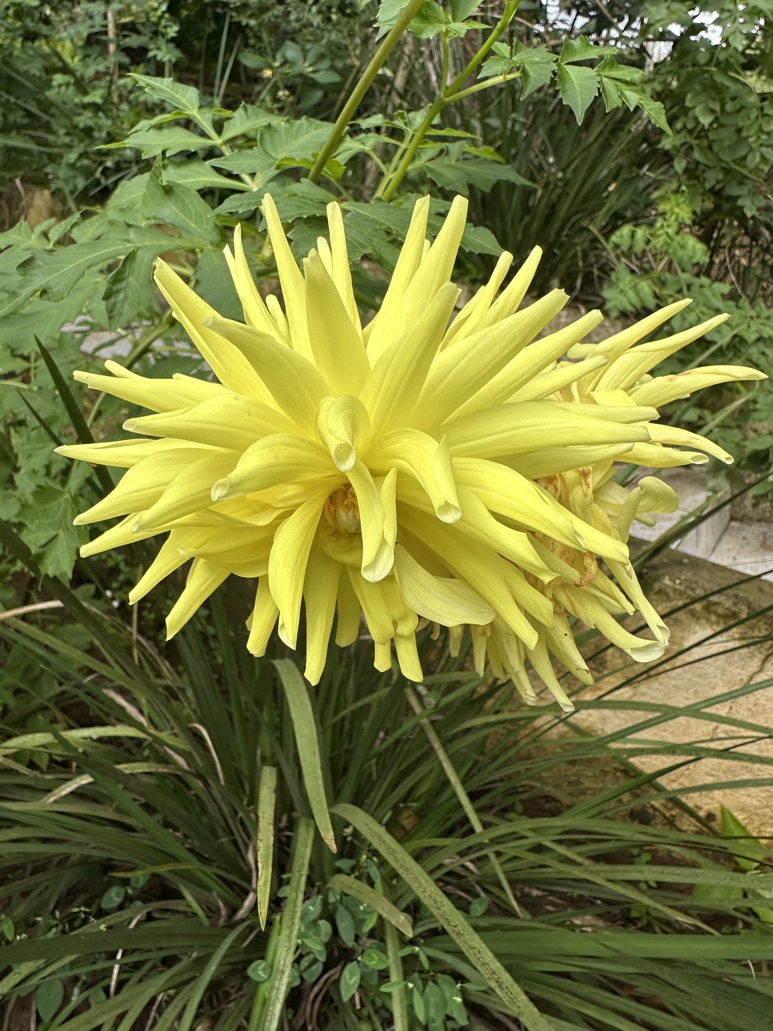Dahlia pinnata