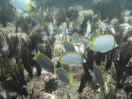 St. Helena butterflyfish (Chaetodon sanctaehelenae) — Chaetodontidae — 3
