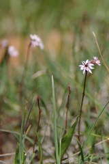 Lithophragma glabrum