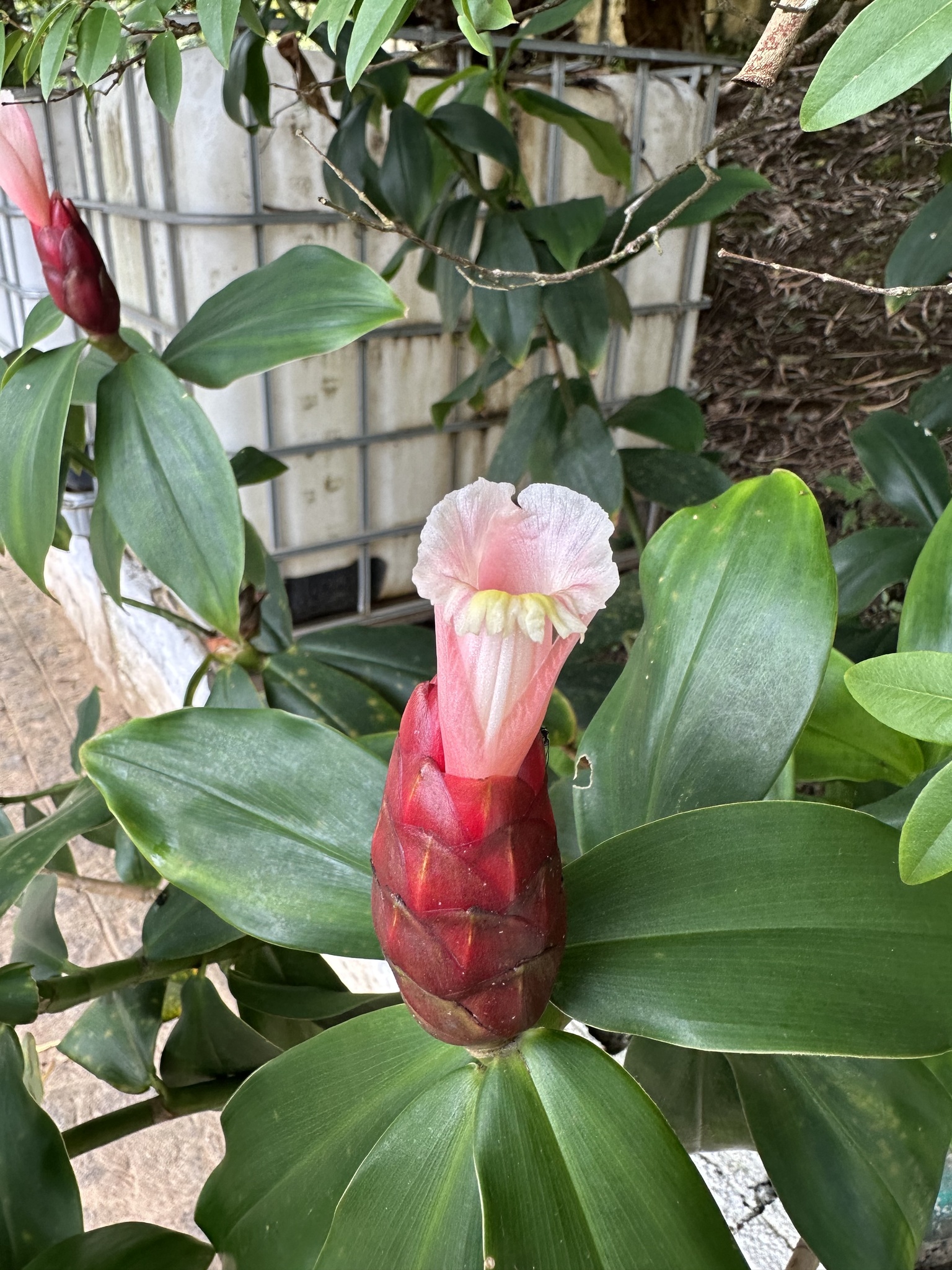 Costus spiralis
