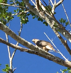 Accipiter cooperii