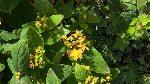 Tutsan
