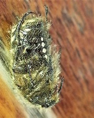 Oxythyrea funesta