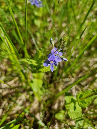 Germander Speedwell
