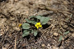 Viola purpurea integrifolia