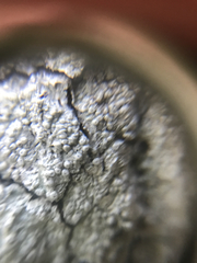 Pertusaria paratuberculifera