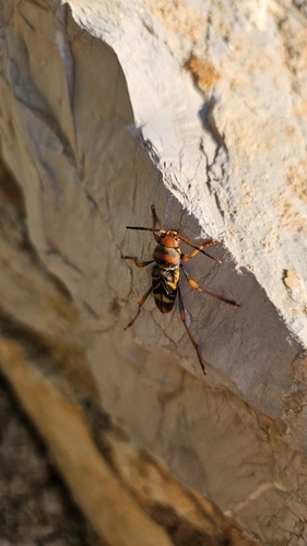 Xylotrechus chinensis