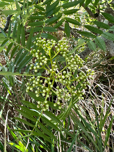 Sorbus randaiensis, photograph 2