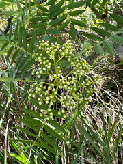 Sorbus randaiensis, photograph (c) Jaw-Jian La, some rights reserved (CC BY)