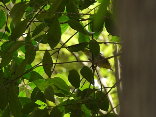 Warbling White-eye