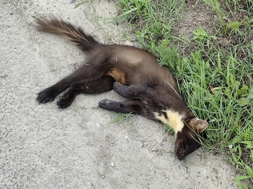 Eurasian Pine Marten