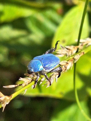 Cerulean Chafer Beetle