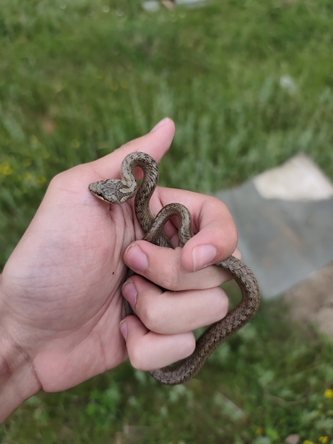 Smooth Snake