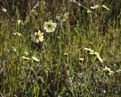 Layia gaillardioides