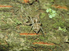Saitis variegatus