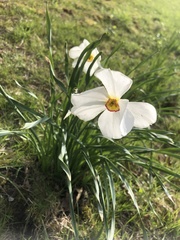 Narcissus poeticus