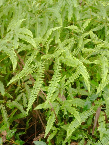 Dicranopteris flexuosa observed 2026-06-13