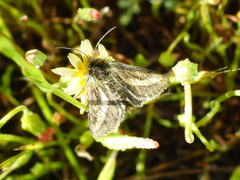 Heliolonche modicella