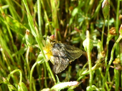 Heliolonche modicella