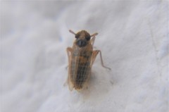 Delphacodes koebelei