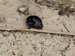 Apentanodes