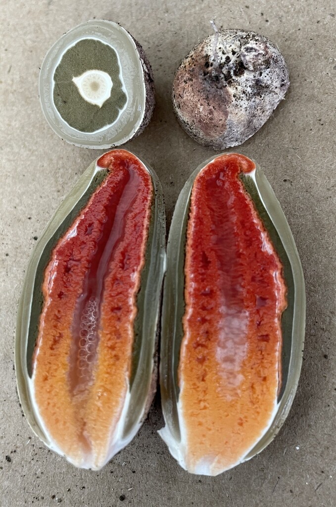 Wrinkly Stinkhorn · June 2026 · photo: Photo: (c) Henry Van T. Cotter, some rights reserved (CC BY) · iNaturalist