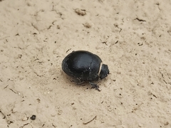 Apentanodes