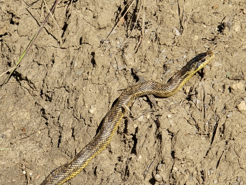 East-Four-lined Ratsnake