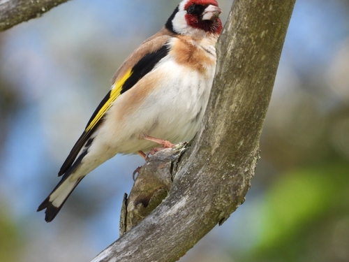 European Goldfinch