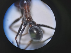 Cataglyphis adenensis