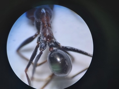 Cataglyphis adenensis