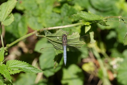 Keeled Skimmer