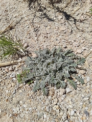 Glyptopleura marginata